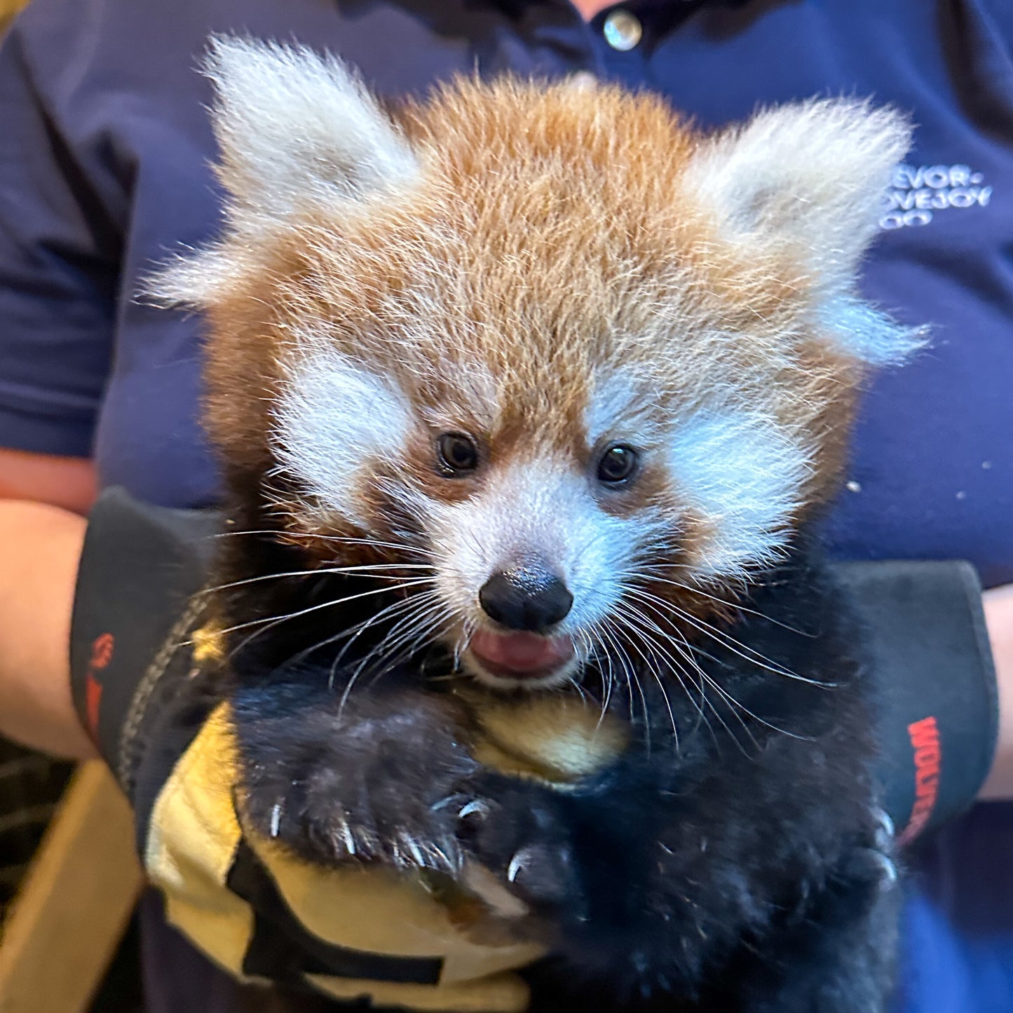 Red Panda Cub Naming!
