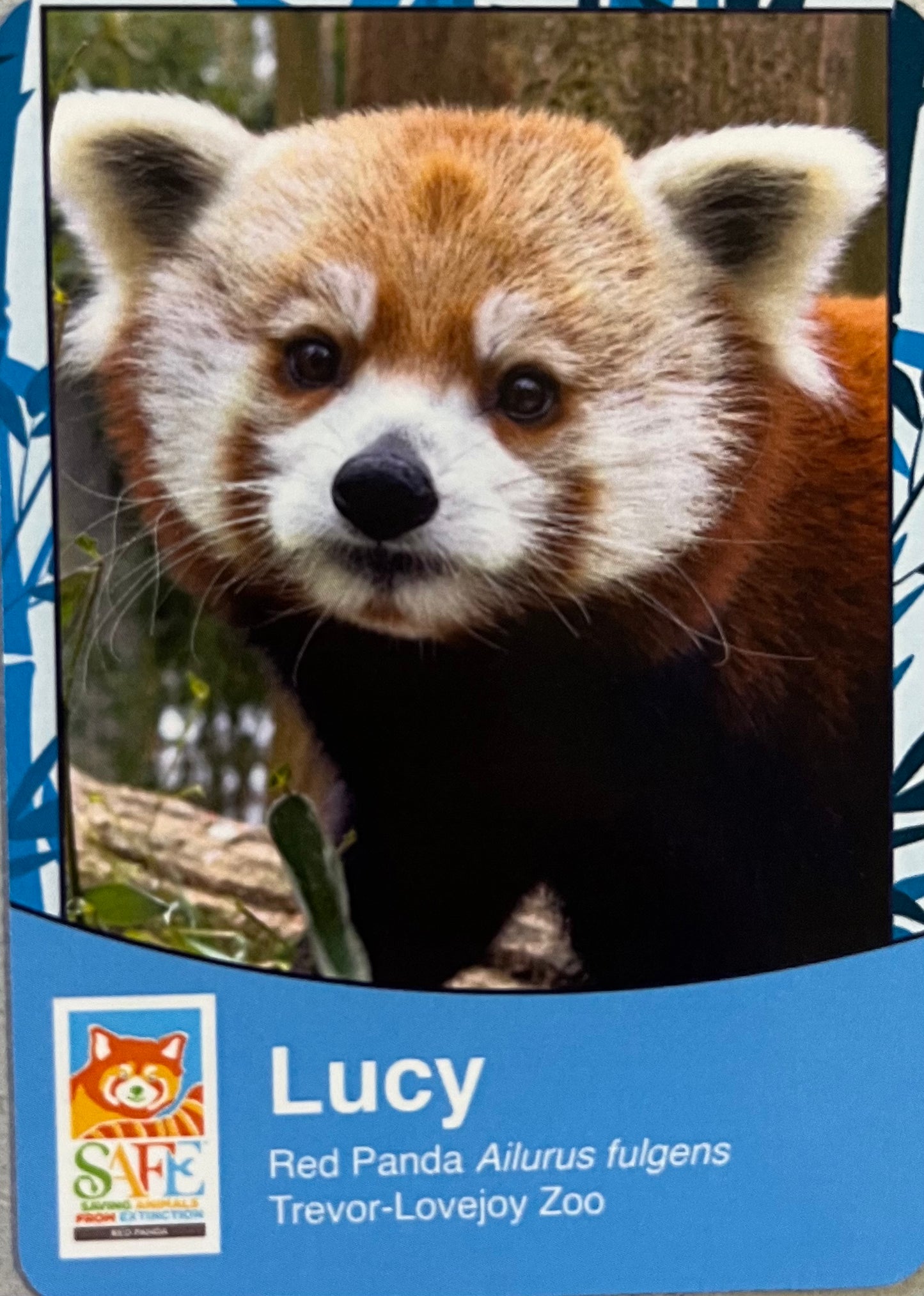 Red Panda Trading Card