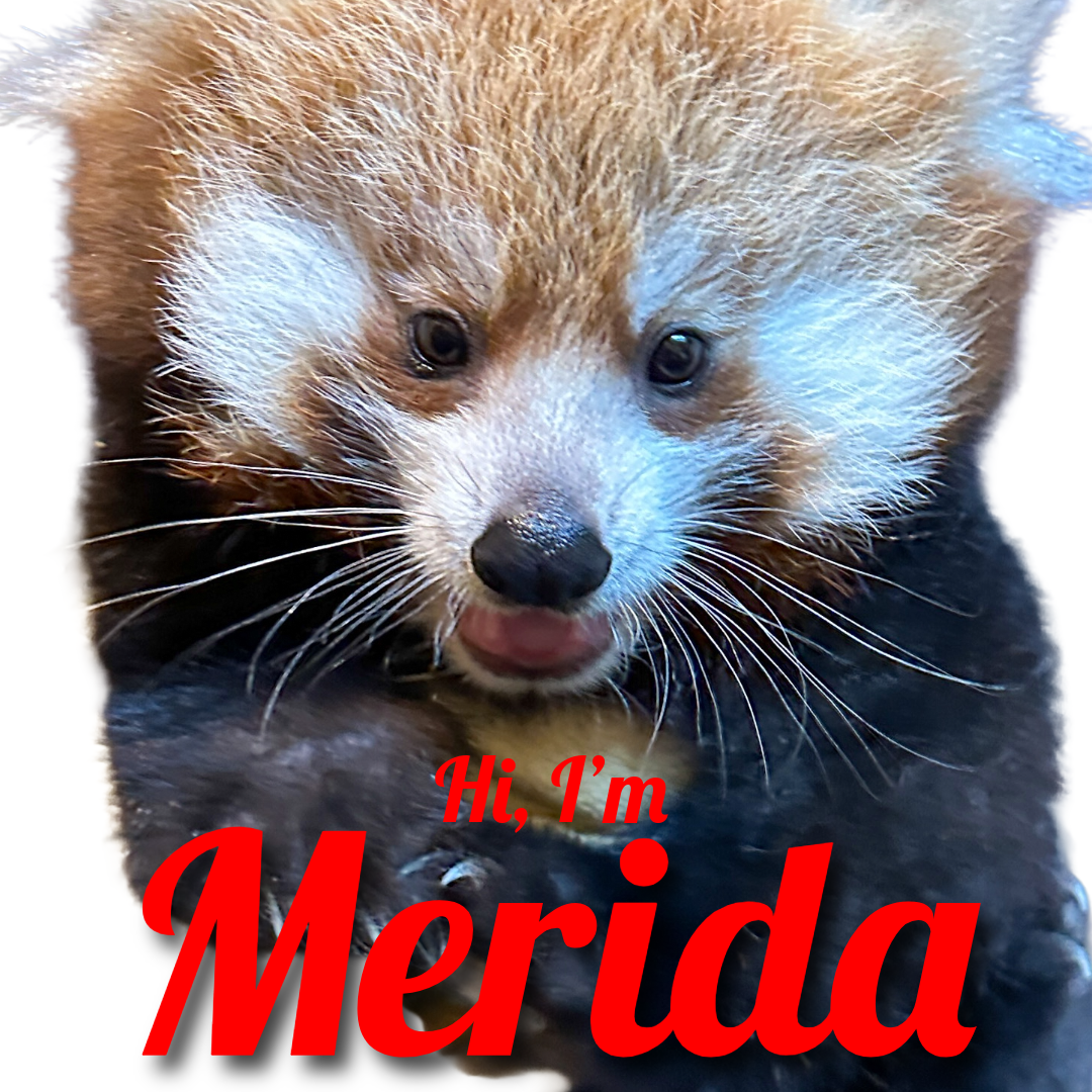 Red Panda Cub Naming!
