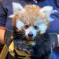 Red Panda Cub Naming!