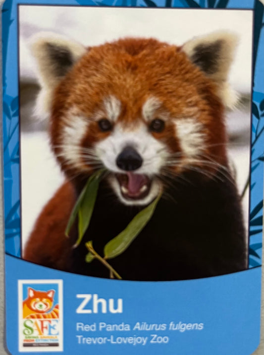 Red Panda Trading Card