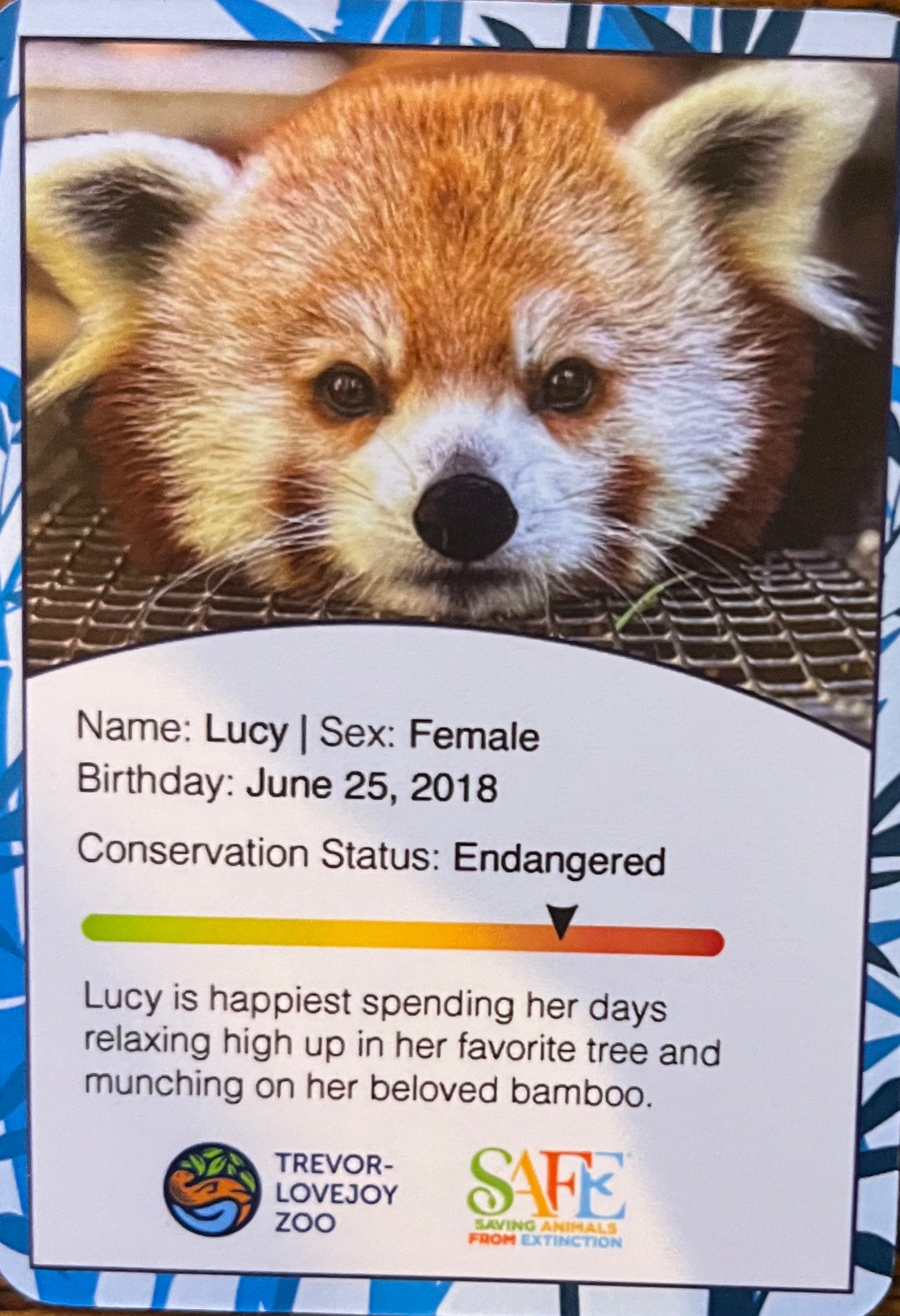 Red Panda Donation