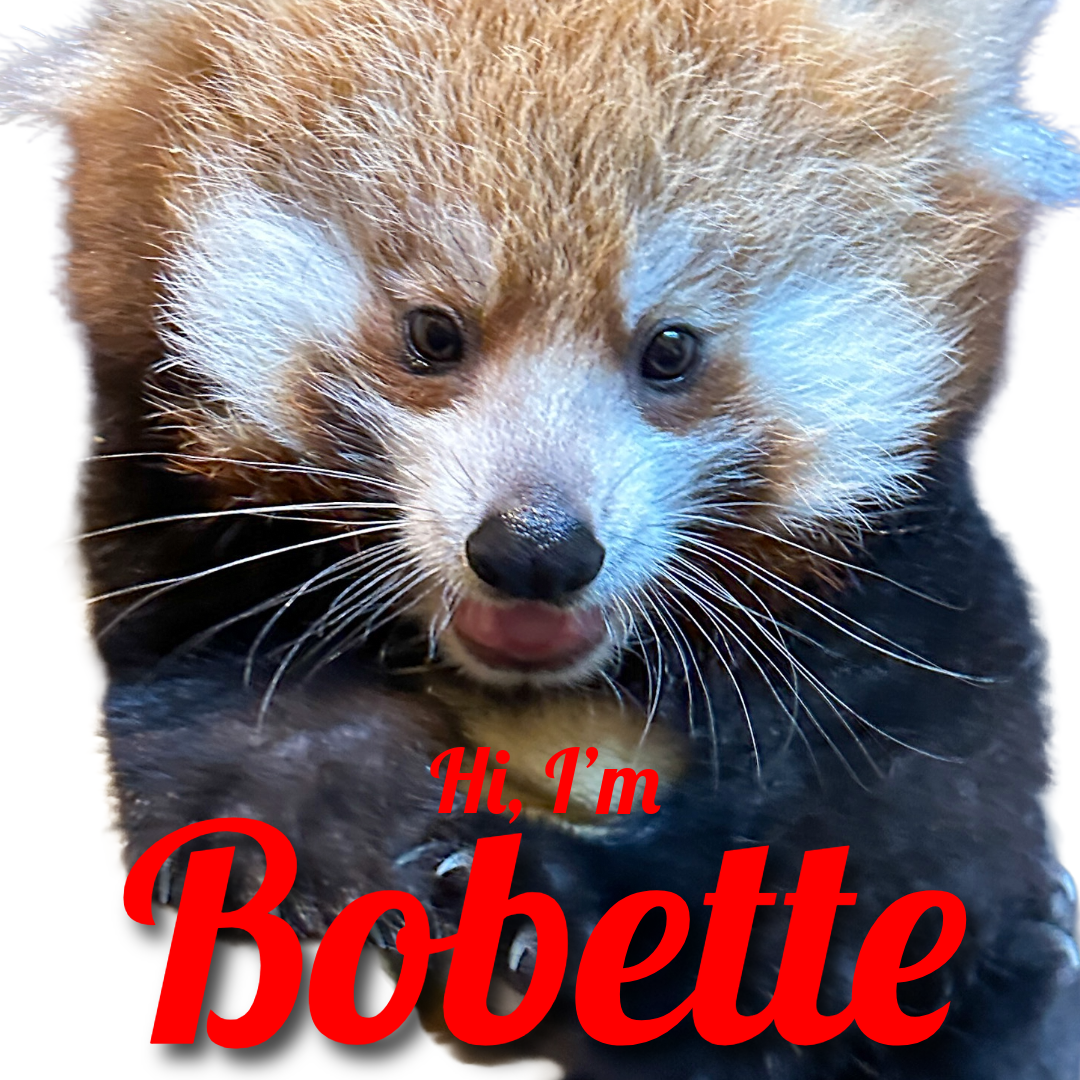 Red Panda Cub Naming!