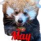 Red Panda Cub Naming!