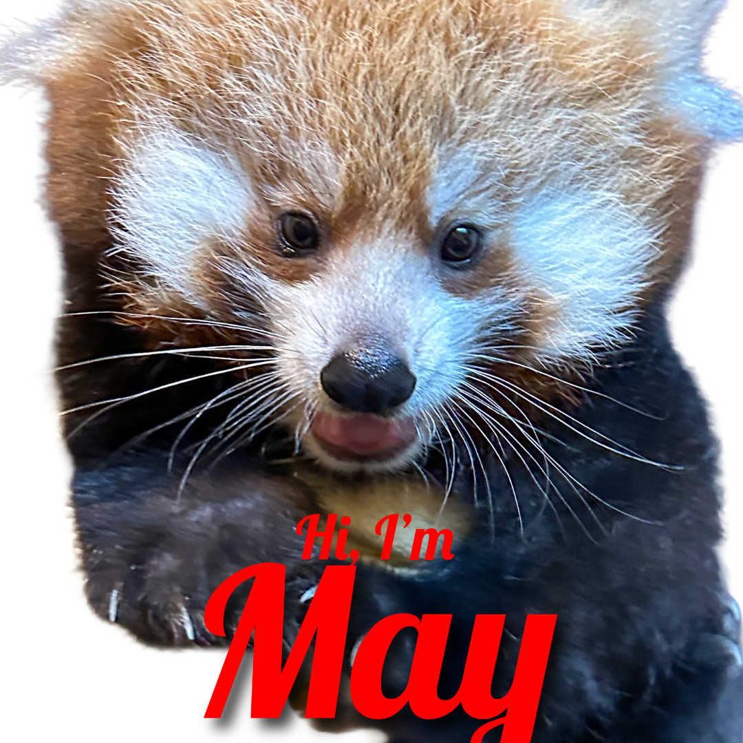 Red Panda Cub Naming!