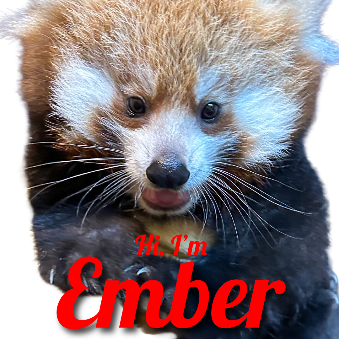 Red Panda Cub Naming!
