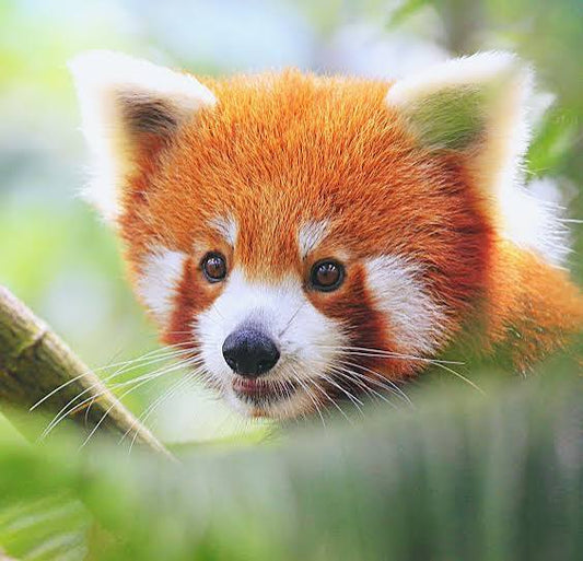 Custom Red Panda Donation